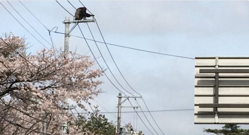 動物公園からチンパンジー逃げ出す。人間の無力さを感じる。猿の惑星のようだ