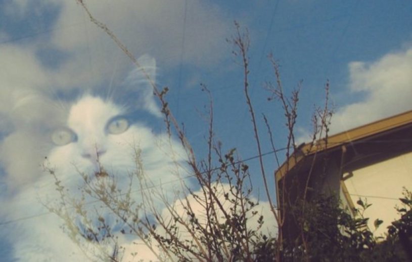 窓に写り込んだ猫さんが不思議な写真になっていると話題に