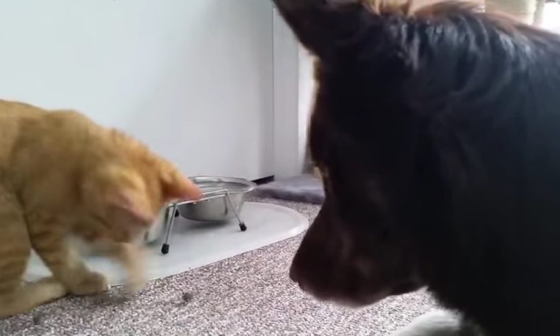 お友達の犬に自分の餌を分け与える子猫