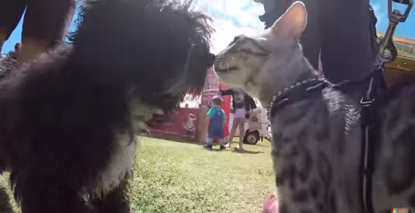 50匹の犬と出会った散歩する猫さんの様子がかわいいー