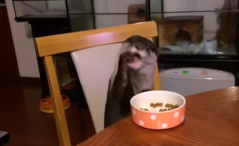 カワウソさんが椅子に座り机の上の餌を行儀よく食事している様子