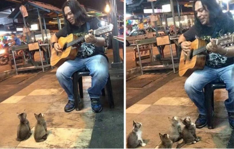 猫が集まるストリートミュージシャンが話題に
