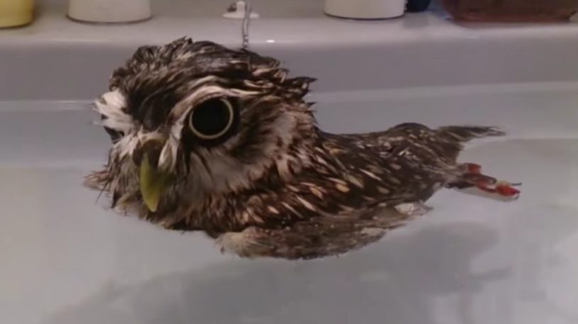 フクロウが水の上で浮かんでいる様子