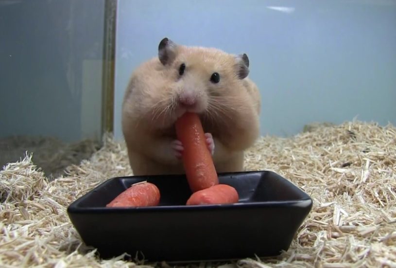 食べ過ぎて違う顔になっているハムスター