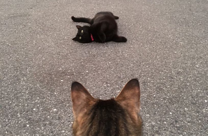 シャッターチャンスに入り込む猫が話題に
