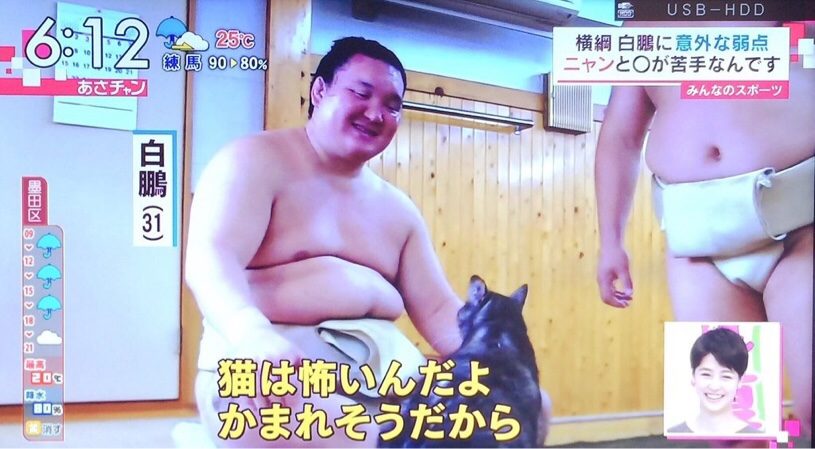 白鵬関の苦手なのは、猫だと判明