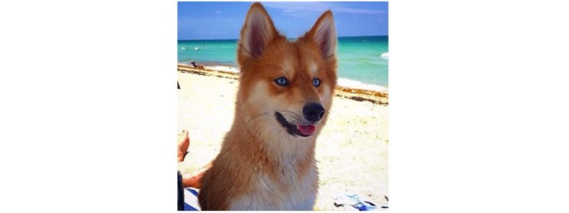 キツネみたいな容姿の犬、ポメラニアンとハスキーのミックス犬｢ポンスキー｣が人気に