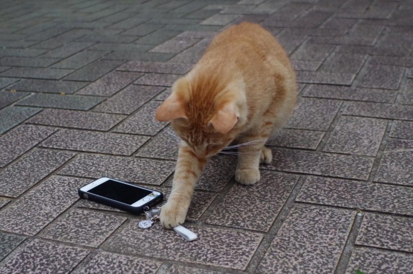 あれ？ケータイがない・・野良猫が遊んでたよ→あらかわいいと話題