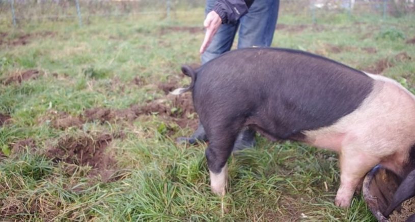 豚の尻尾をまっすぐにする方法