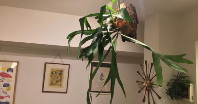 コウモリランが大きくなったー！そろそろ株分けしないといけないのかな・・