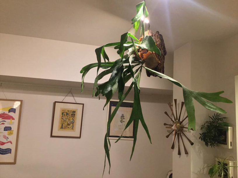 コウモリランが大きくなったー！そろそろ株分けしないといけないのかな・・