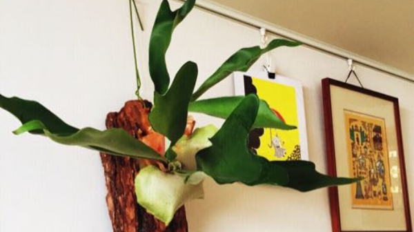 コウモリランは、１年でどれくらい成長するのか？