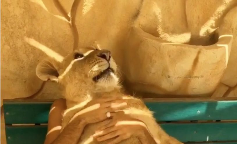 ベンチに座るライオン