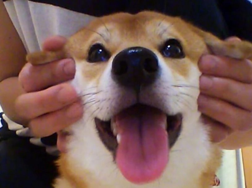 柴犬さんが気持ちいいと感じる顔マッサージ