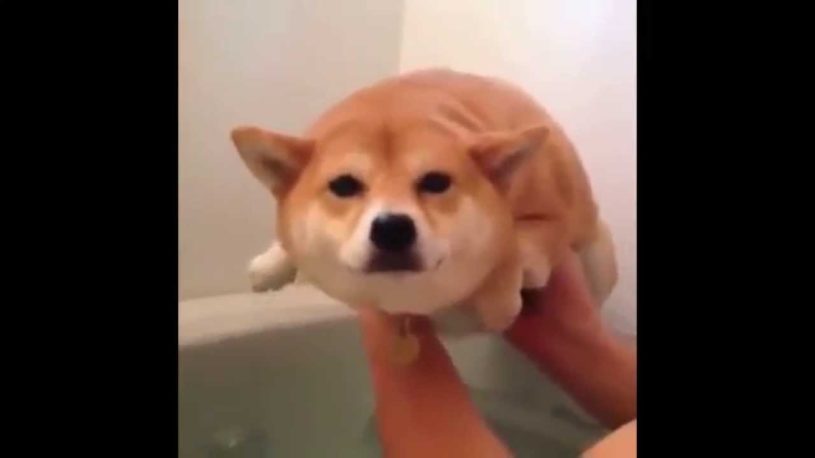 まるで泳いでる風の柴犬。足の動き方がかわいい