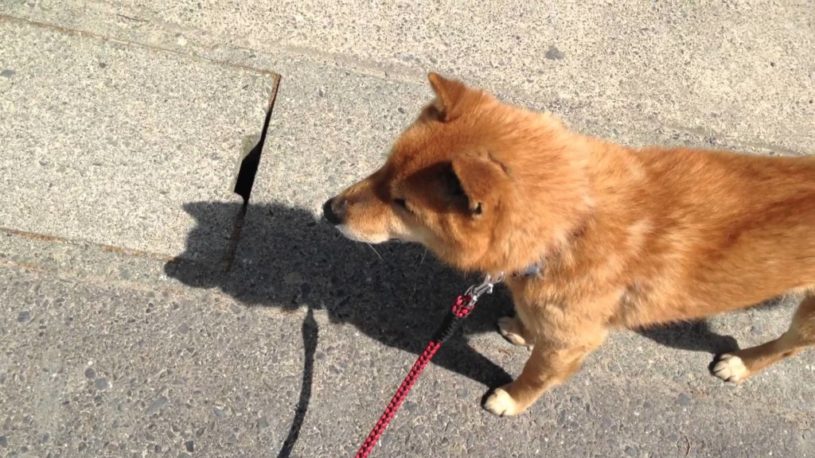 散歩だと思ってたら、注射だとだんだん気付いた時の犬の様子ｗｗｗ