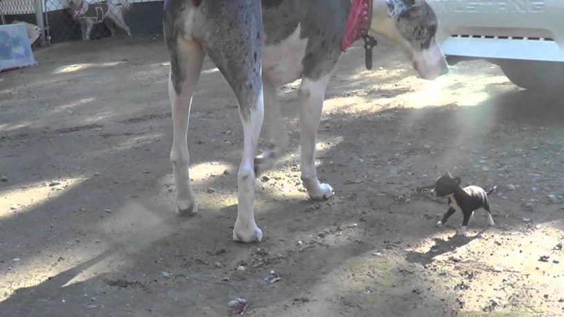 子犬が大きな犬と遊ぶ様子が超かわいい