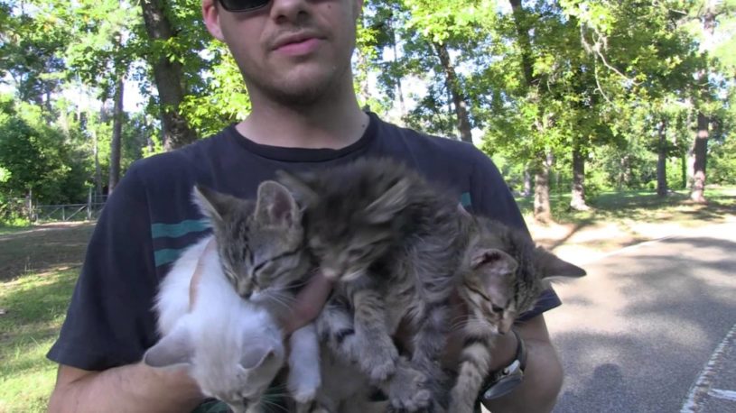 子猫を森のなかで遊ばせる動画がめっちゃかわいい
