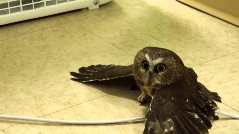 扇風機の風にあたって涼しそうにするフクロウさん