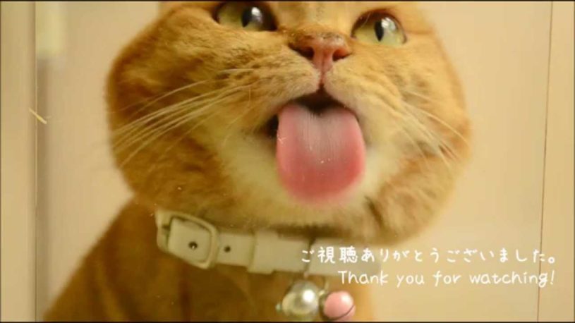 おやつを食べる猫を下から見てみた様子
