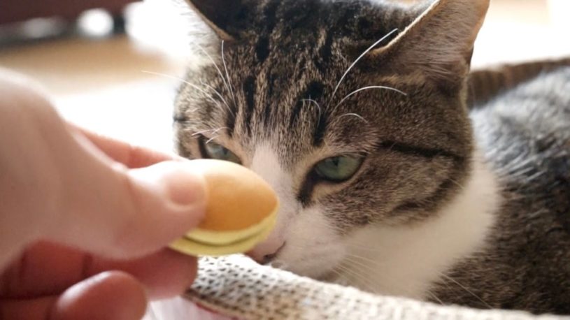 猫の目の前にどら焼きを置いてみた結果ｗｗｗ