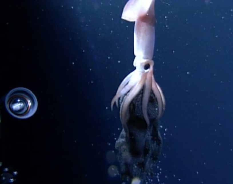 深海で撮影されたイカの産卵の様子がとても綺麗