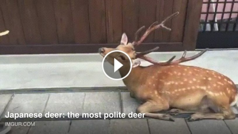 日本の鹿は、とても礼儀正しいということで世界中で話題に