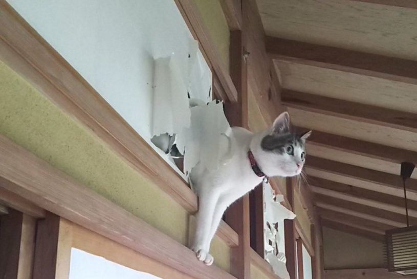 ふすまからおはようございます！
