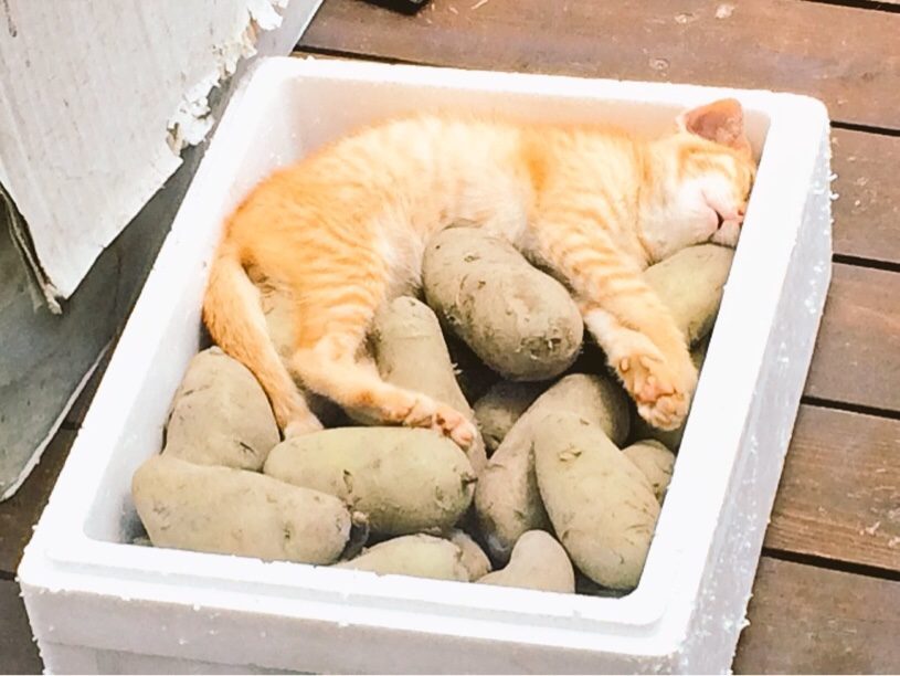 芋の上で寝る子猫が話題に