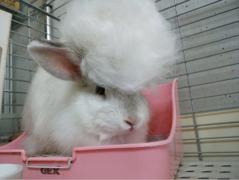 うさぎの毛が生え変わる時期にしかできない髪型が話題に