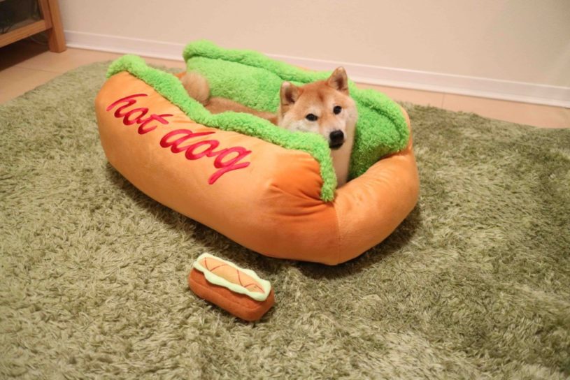 柴犬がパンに挟まれたｗｗｗ「本当のホットドッグ」