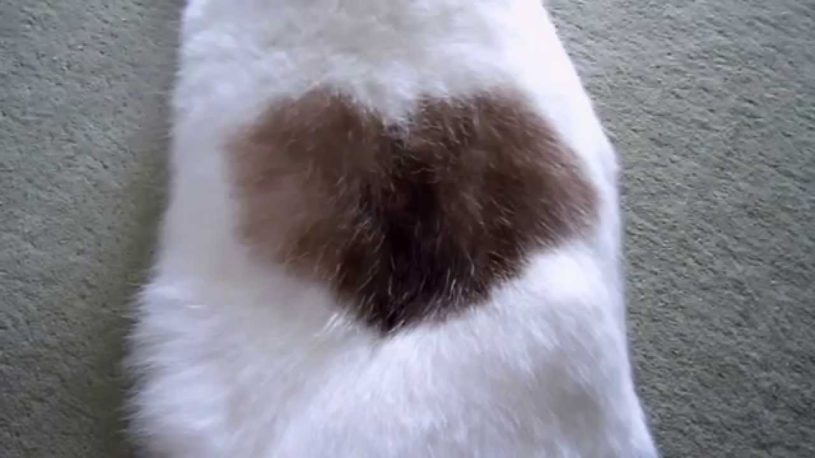 ハート柄の模様をもつ猫、たまちゃん