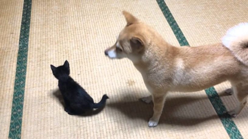 子猫のベビーシッターをする柴犬さん