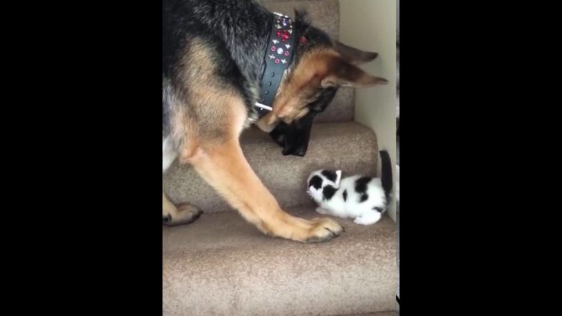 大きな犬が子猫が階段を登るのを補助してあげる