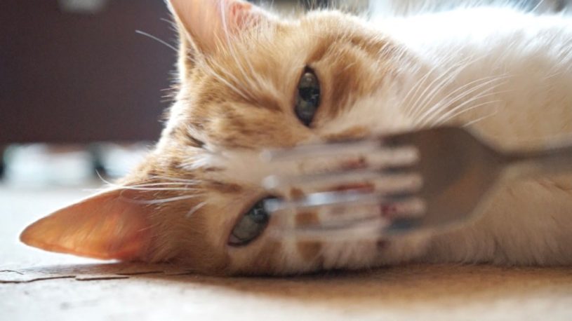 暑くてダルそうにしている猫にマジックを見せた結果ｗ