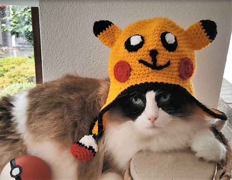 激レアなポケモン（猫？）をゲットする瞬間！めっちゃかわいい～