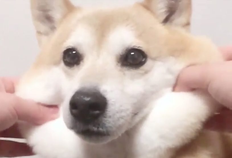 柴犬のほっぺは、柔らかい