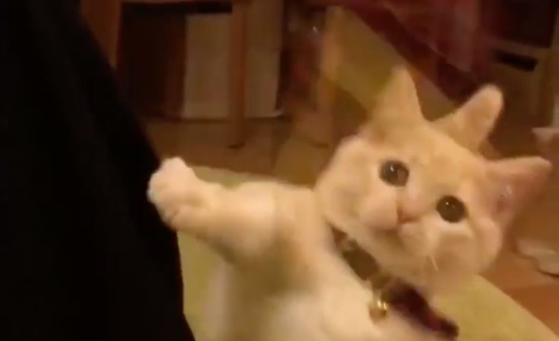 高速で猫じゃらしを捕まえようとする猫