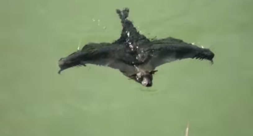 コウモリは、泳げることが判明
