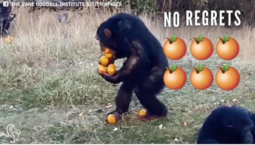 フルーツを大量に運ぶ猿の技がすごいｗｗｗｗｗ