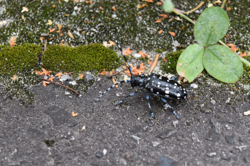 カミキリムシを見つけたよ