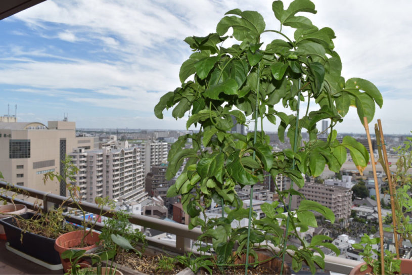 パッションフルーツをベランダで育てた1年目の夏