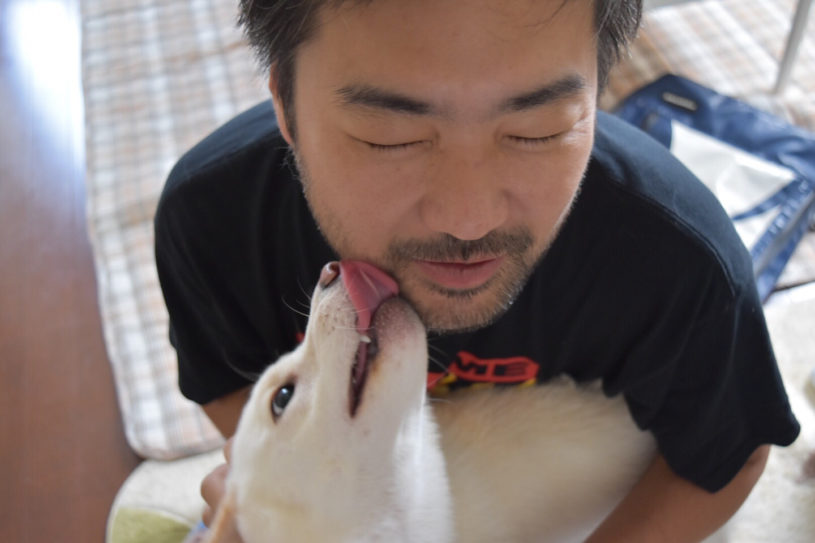 白色の柴犬 ゆめちゃんと遊んだ時の画像