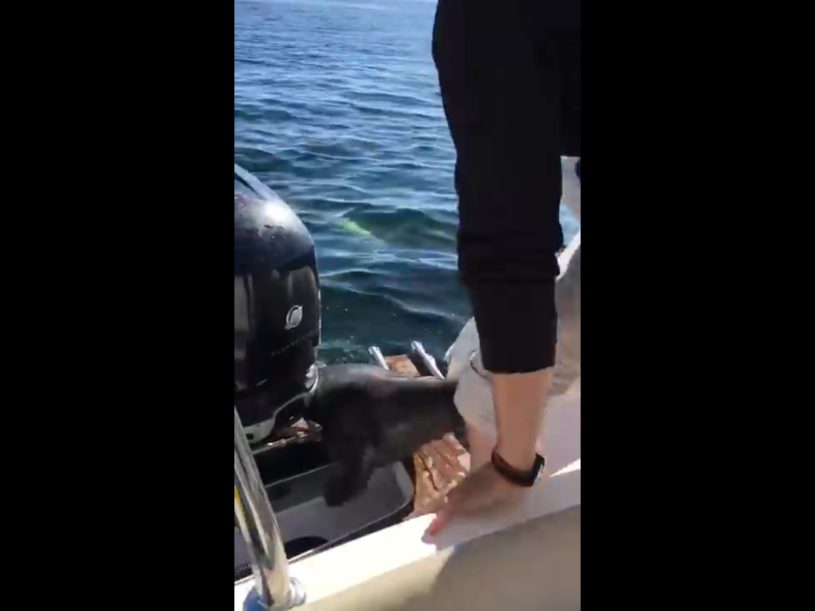 子供のアシカがボートに飛び乗ってきた！その理由とは