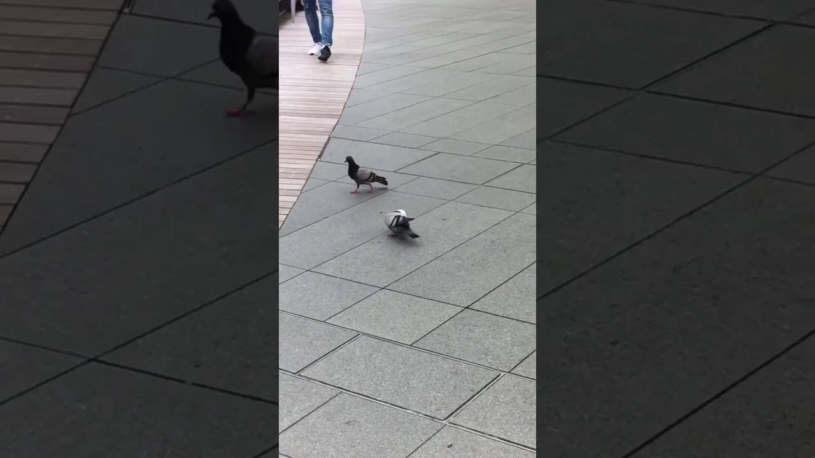 この鳩最高ｗｗｗと笑われている動画が話題に。なんだか可哀想