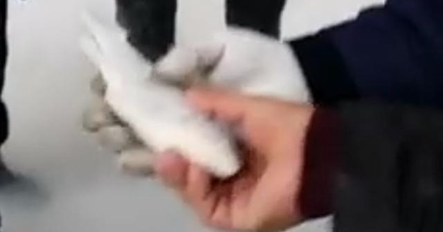 凍らせても生き返るのか！！冷凍した魚が、解凍したら生き返った 蘇生