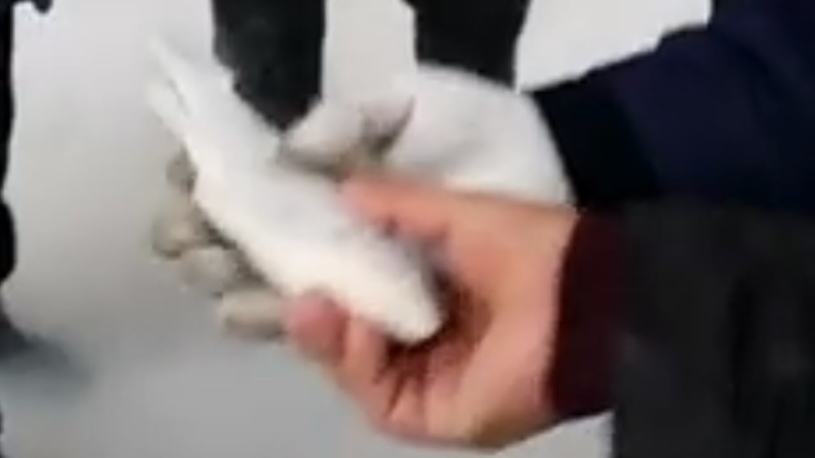 凍らせても生き返るのか！！冷凍した魚が、解凍したら生き返った 蘇生