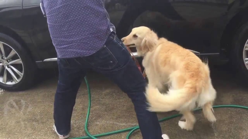 ゴールデンレトリバーと一緒に洗車ｗでも遊んでいるようにしか・・でも可愛い