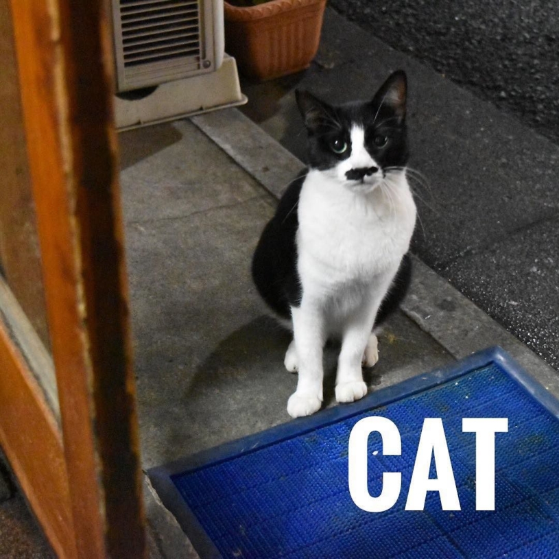 釜飯屋さんにいつもいる猫? 餌をねだる顔 #猫 #cat #ねこ部 #ねこ