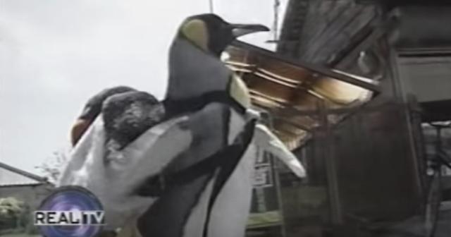 日本に住むペットのペンギンさんが可愛すぎるｗｗｗｗ